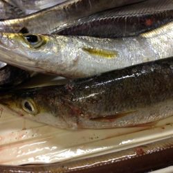 タチウオ爆釣、そしてカマスにアナゴ!よく釣れた!